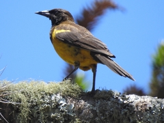 Pseudoleistes guirahuro