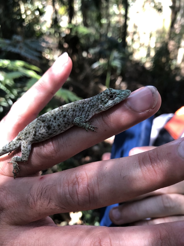 Nose Anole