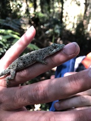 Anolis nasofrontalis
