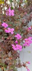 Heterocentron elegans