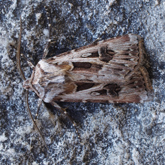 Agrotis vestigialis