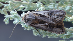 Agrotis vestigialis