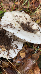 Russula brevipes