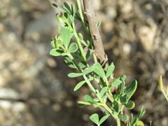 Coronilla