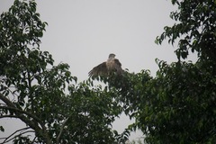 Accipiter tachiro