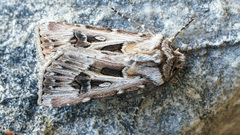 Agrotis vestigialis