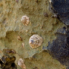 Patella rustica