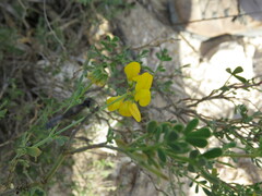 Coronilla