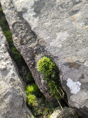 Tortula muralis muralis