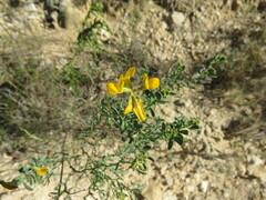 Coronilla