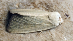 Arenostola phragmitidis