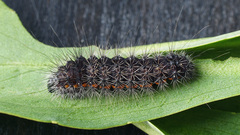 Acronicta menyanthidis