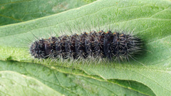 Acronicta menyanthidis