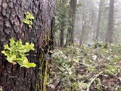 Lobaria pulmonaria