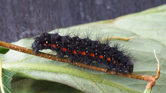 Acronicta menyanthidis