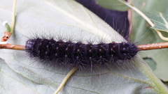 Acronicta menyanthidis