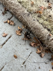 Steatoda grossa