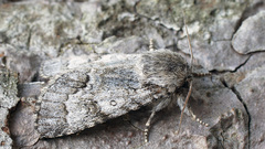Acronicta menyanthidis