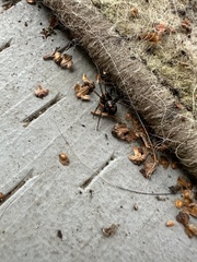 Steatoda grossa