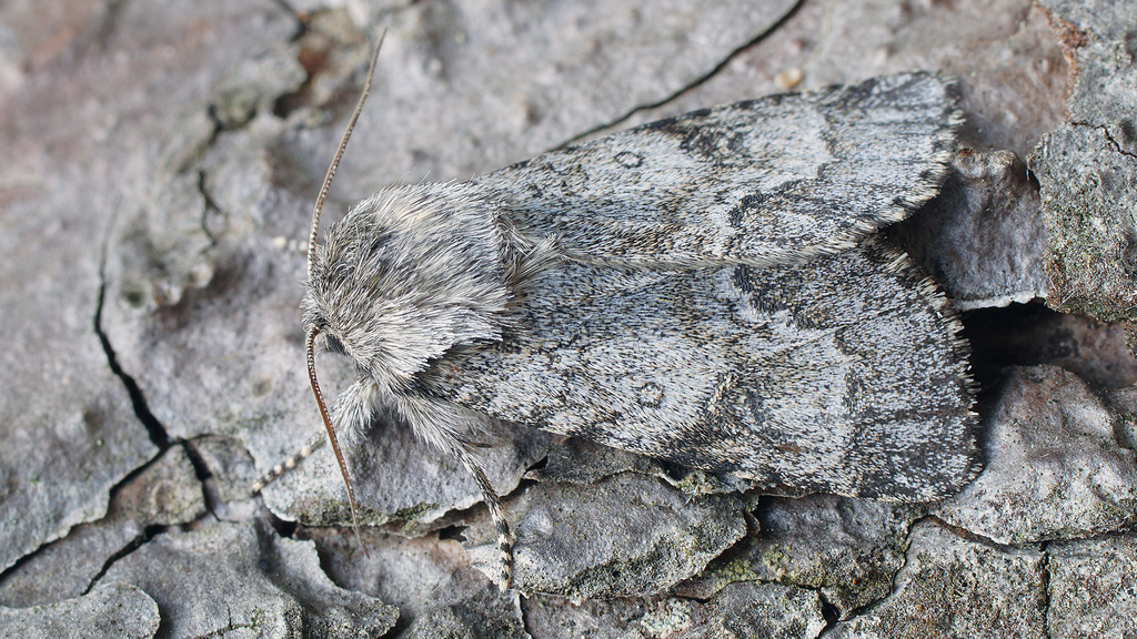 Light Knot Grass