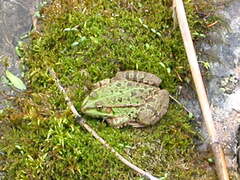 Pelophylax ridibundus