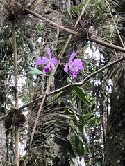 Cattleya warneri