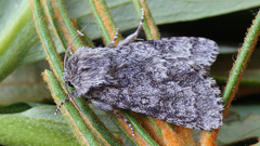 Acronicta menyanthidis