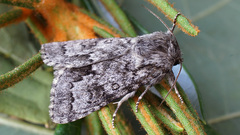 Acronicta menyanthidis