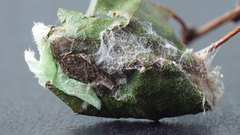 Acronicta menyanthidis