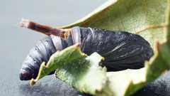 Acronicta menyanthidis