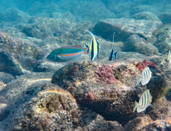 Stethojulis balteata