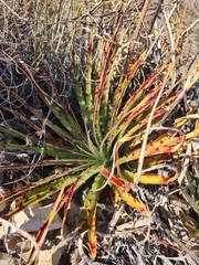 Hechtia texensis
