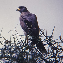 Melierax poliopterus