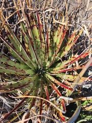 Hechtia texensis