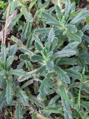 Ajuga iva