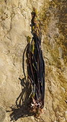 Laminaria sinclairii