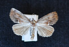 Hypsoropha hormos