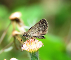Callimormus corades