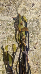 Laminaria sinclairii