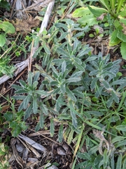 Ajuga iva