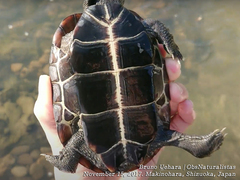 Mauremys reevesii