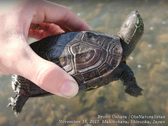Mauremys reevesii