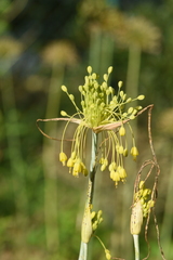 Allium flavum