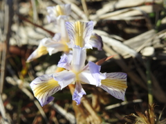 Iridaceae