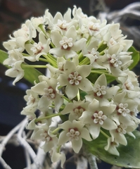 Hoya