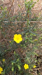 Cistus calycinus