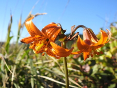 Lilium maritimum