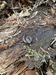 Batrachoseps wrighti