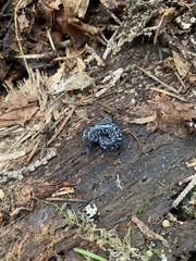 Batrachoseps wrighti