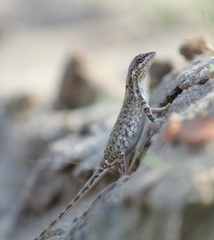 Sitana marudhamneydhal